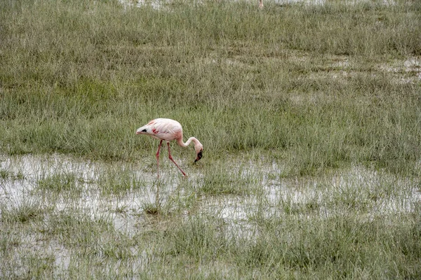 Rosafarbene Flamingos Auf Nahrungssuche Grünen Wasser Vor Grauem Himmel See — Stockfoto