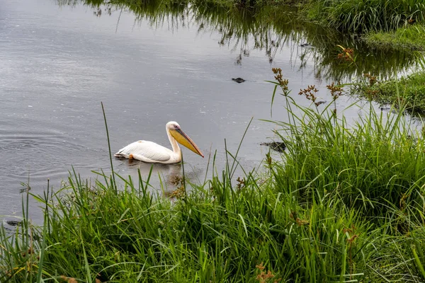 Weiße Und Rosa Pelikan Poav See Vor Dem Hintergrund Des — Stockfoto