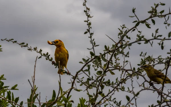 Hermosas Aves Africanas Brillantes Parque Nacional — Foto de Stock