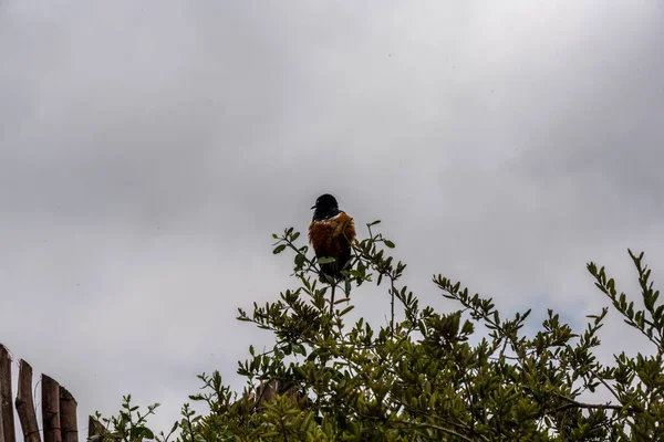 Hermosas Aves Africanas Brillantes Parque Nacional — Foto de Stock