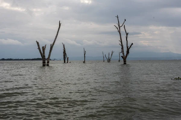 Pôr Sol Tempestuoso Lago Cinza Com Árvores Secas — Fotografia de Stock