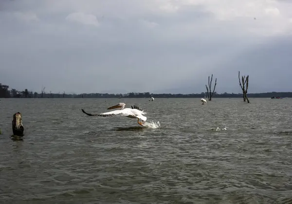 Pelicanos Brancos Rosa Contra Fundo Lago Noite Árvores Secas — Fotografia de Stock