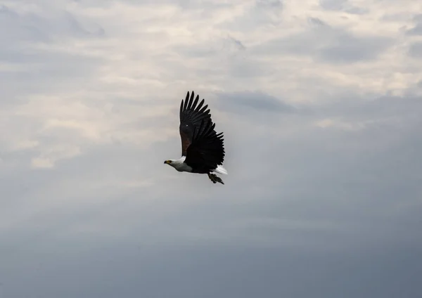Águila Del Río Blanco Negro Cazando Sobre Lago Atardecer —  Fotos de Stock