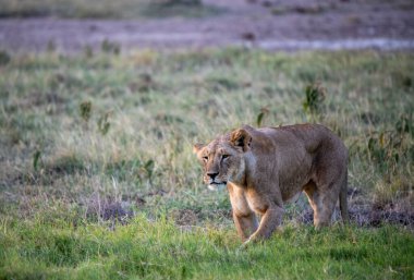 Aslanlar, başarılı bir gece avından sonra tembelce dinleniyor ve sıcaklığın dinmesini bekliyorlar. 