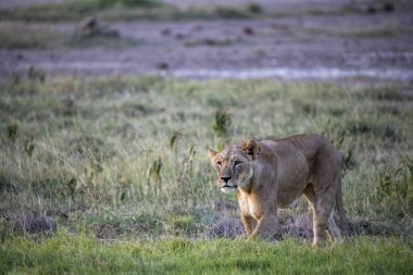 Aslanlar, başarılı bir gece avından sonra tembelce dinleniyor ve sıcaklığın dinmesini bekliyorlar. 