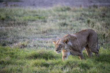 Aslanlar, başarılı bir gece avından sonra tembelce dinleniyor ve sıcaklığın dinmesini bekliyorlar. 