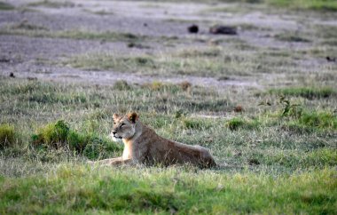 Aslanlar, başarılı bir gece avından sonra tembelce dinleniyor ve sıcaklığın dinmesini bekliyorlar. 