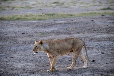 Aslanlar, başarılı bir gece avından sonra tembelce dinleniyor ve sıcaklığın dinmesini bekliyorlar. 
