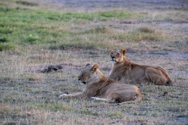 Aslanlar, başarılı bir gece avından sonra tembelce dinleniyor ve sıcaklığın dinmesini bekliyorlar. 