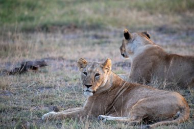 Aslanlar, başarılı bir gece avından sonra tembelce dinleniyor ve sıcaklığın dinmesini bekliyorlar. 