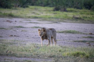 Çitalar sarı, uzun otların arasında yeşil ağaçların arkasında avlarını kollarlar.