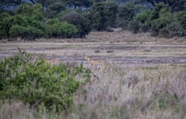 Çitalar sarı, uzun otların arasında yeşil ağaçların arkasında avlarını kollarlar.