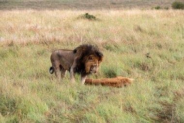 Aslanlar, başarılı bir gece avından sonra tembelce dinleniyor ve sıcaklığın dinmesini bekliyorlar. 