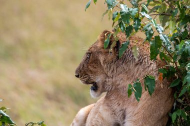 Aslanlar, başarılı bir gece avından sonra tembelce dinleniyor ve sıcaklığın dinmesini bekliyorlar. 