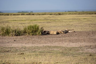 Aslanlar, başarılı bir gece avından sonra tembelce dinleniyor ve sıcaklığın dinmesini bekliyorlar. 
