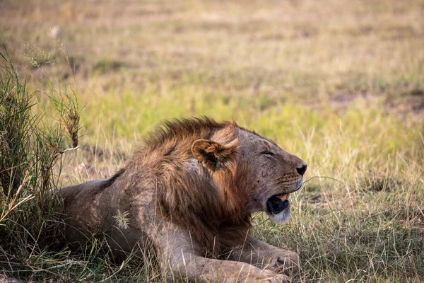 Lions Lazily Resting Successful Night Hunt Waiting Heat Subside — Stock fotografie