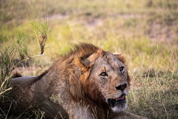 Lions Lazily Resting Successful Night Hunt Waiting Heat Subside — Stock fotografie