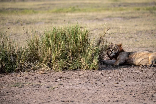 Lions Lazily Resting Successful Night Hunt Waiting Heat Subside — Stock Fotó