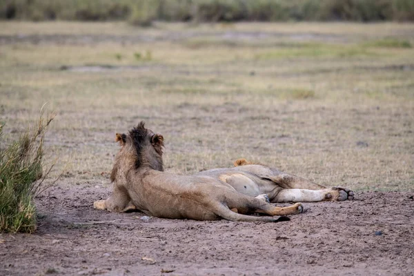 Löwen Ruhen Sich Nach Erfolgreicher Nachtjagd Faul Aus Und Warten — Stockfoto