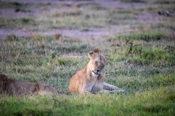 Lions Reposent Paresseusement Après Une Chasse Nocturne Réussie Attendant Que — Photo