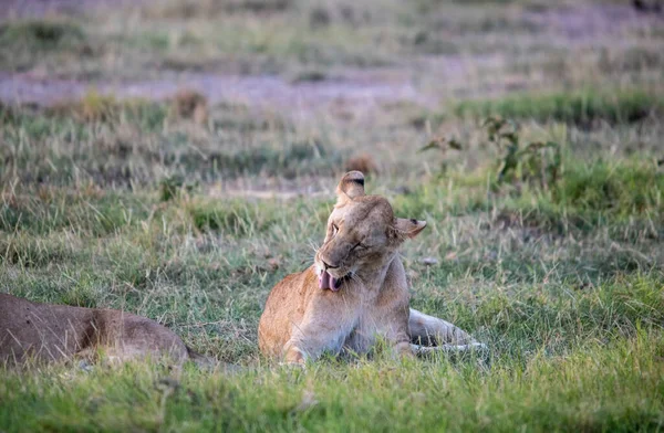 Leões Estão Descansando Preguiçosamente Depois Uma Caça Noturna Bem Sucedida — Fotografia de Stock