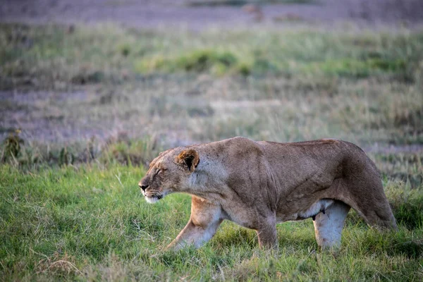 Leões Estão Descansando Preguiçosamente Depois Uma Caça Noturna Bem Sucedida — Fotografia de Stock