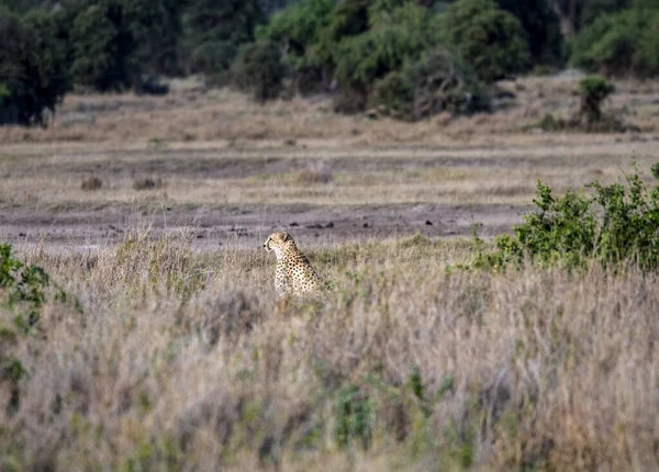 Cheetahs Κίτρινο Ψηλό Γρασίδι Ένα Φόντο Από Πράσινα Δέντρα Προσέξτε — Φωτογραφία Αρχείου