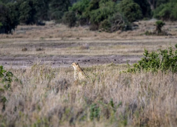 Guépards Dans Herbe Jaune Haute Sur Fond Arbres Verts Attention — Photo