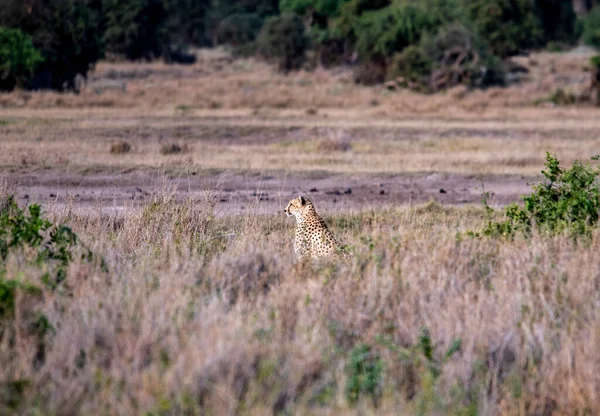 Cheetahs Yellow Tall Grass Background Green Trees Look Out Prey — Zdjęcie stockowe