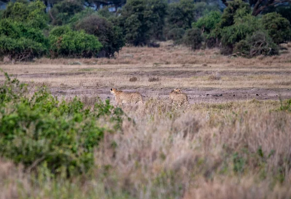 Cheetahs Yellow Tall Grass Background Green Trees Look Out Prey — Stock Fotó