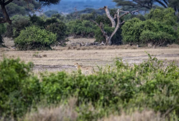 치타와 나무들 사이에서 먹이를 — 스톡 사진
