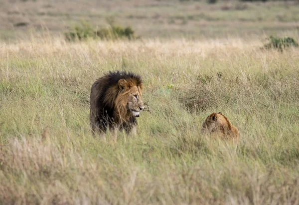 Leones Están Descansando Perezosamente Después Una Exitosa Cacería Nocturna Esperando — Foto de Stock