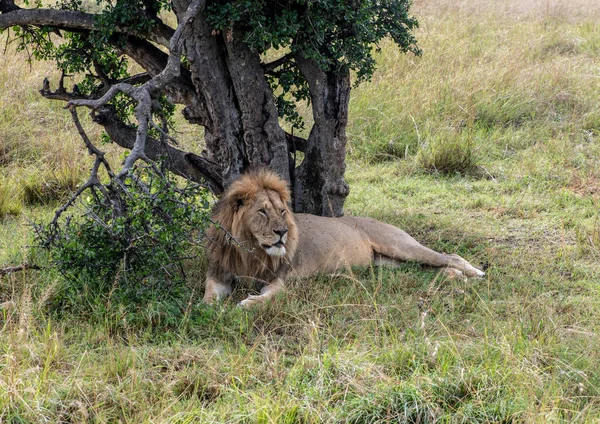Lions Lazily Resting Successful Night Hunt Waiting Heat Subside — Stock fotografie