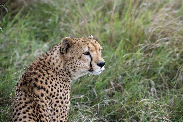 Cheetahs Yellow Tall Grass Background Green Trees Look Out Prey — Stockfoto