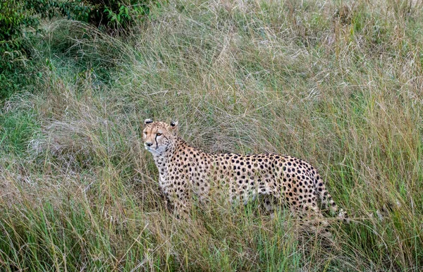 Cheetahs Yellow Tall Grass Background Green Trees Look Out Prey — Stock fotografie