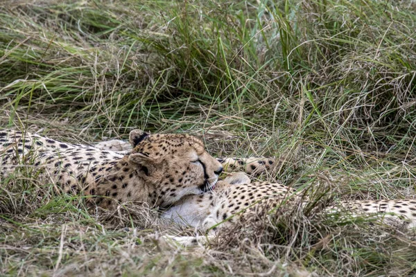 Cheetahs Κίτρινο Ψηλό Γρασίδι Ένα Φόντο Από Πράσινα Δέντρα Προσέξτε — Φωτογραφία Αρχείου