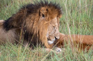 Aslanlar tembelce ağaçların gölgesinde dinleniyorlar ve eşleriyle ilgileniyorlar.