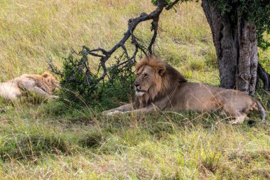 Aslanlar tembelce ağaçların gölgesinde dinleniyorlar ve eşleriyle ilgileniyorlar.