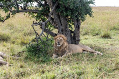 Aslanlar tembelce ağaçların gölgesinde dinleniyorlar ve eşleriyle ilgileniyorlar.