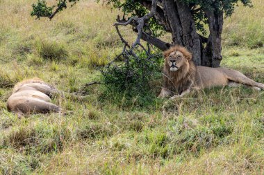 Aslanlar tembelce ağaçların gölgesinde dinleniyorlar ve eşleriyle ilgileniyorlar.