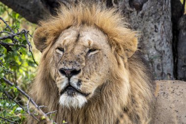 Aslanlar tembelce ağaçların gölgesinde dinleniyorlar ve eşleriyle ilgileniyorlar.