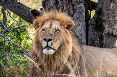 Aslanlar tembelce ağaçların gölgesinde dinleniyorlar ve eşleriyle ilgileniyorlar.
