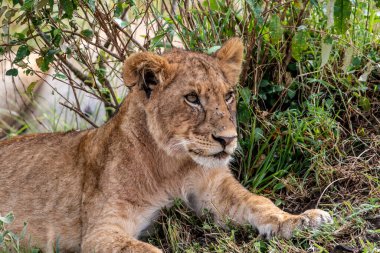 Aslanlar tembelce ağaçların gölgesinde dinleniyorlar ve eşleriyle ilgileniyorlar.