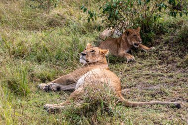 Aslanlar tembelce ağaçların gölgesinde dinleniyorlar ve eşleriyle ilgileniyorlar.