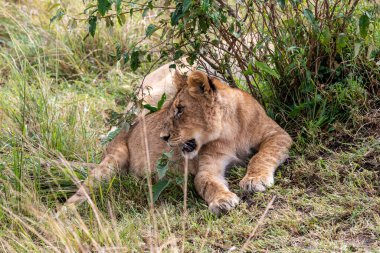 Aslanlar tembelce ağaçların gölgesinde dinleniyorlar ve eşleriyle ilgileniyorlar.