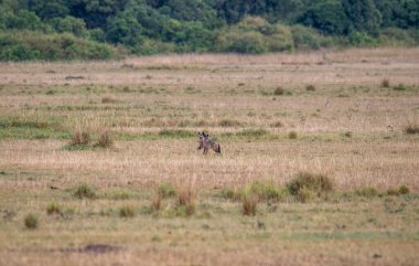Büyük fenik tilkileri olan Afrikalı tilkiler çayırda uzun otlarla yürüyorlar.
