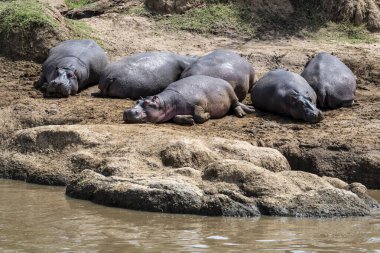 Su aygırları ve nehir kıyılarında yavrularıyla birlikte.