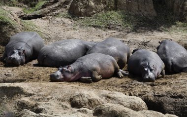 Su aygırları ve nehir kıyılarında yavrularıyla birlikte.