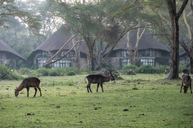 Antiloplar otelin yeşil parkında huzur içinde ve sessizce yürürler.