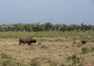 Büyük kahverengi bufalolar, açıklıktaki yeşil otları yavaşça çiğniyor. 